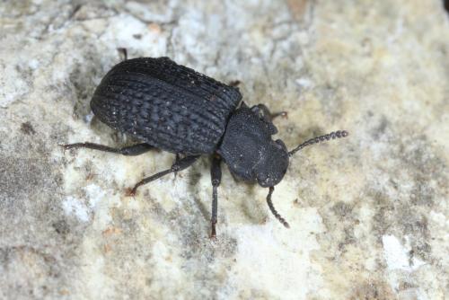 Réf. 286 675 : Bolitophagus reticulatus